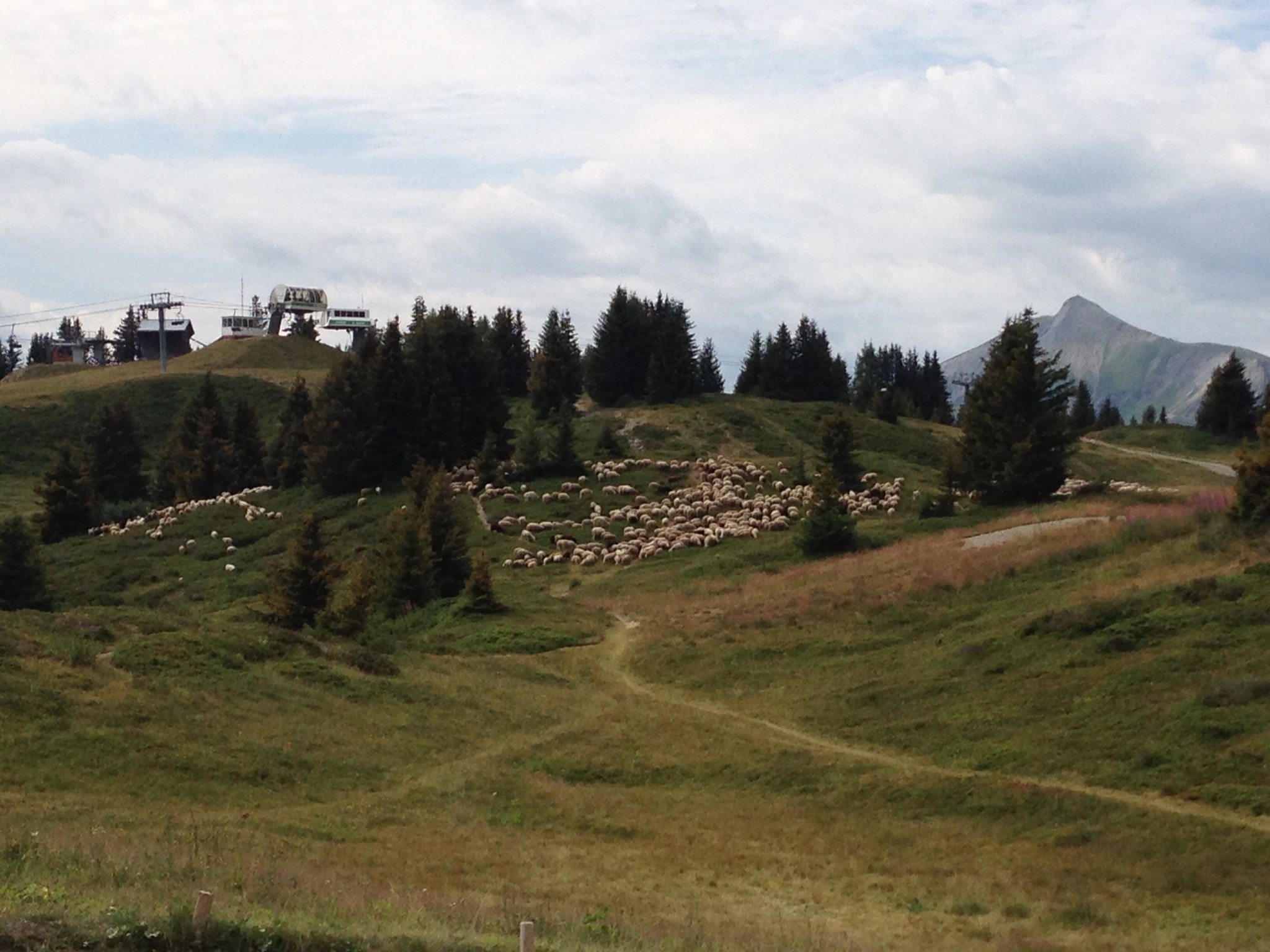 Ski lifts and sheep in the high pastures above Les Houches, France