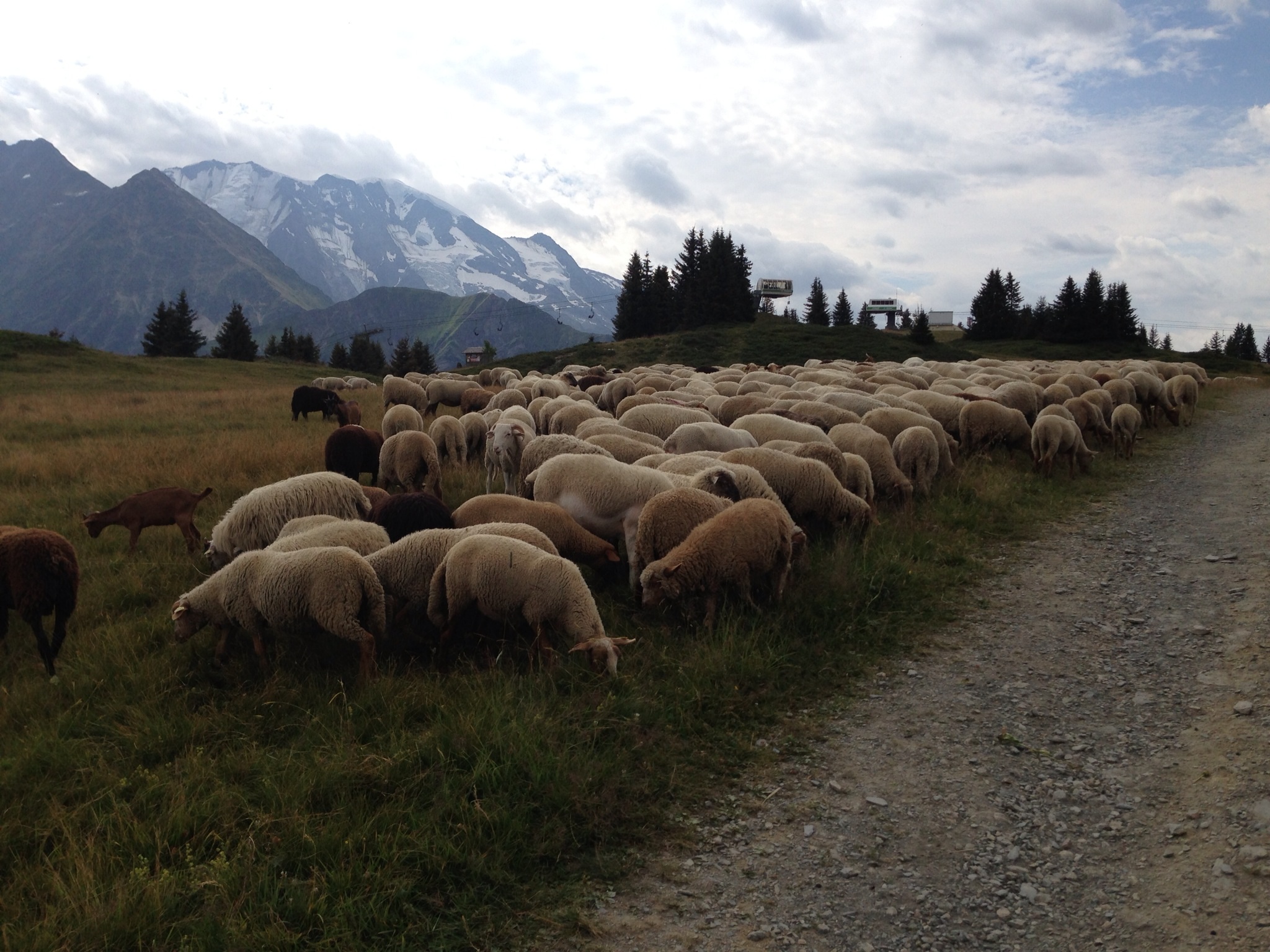 Sheep above Les Houches, France