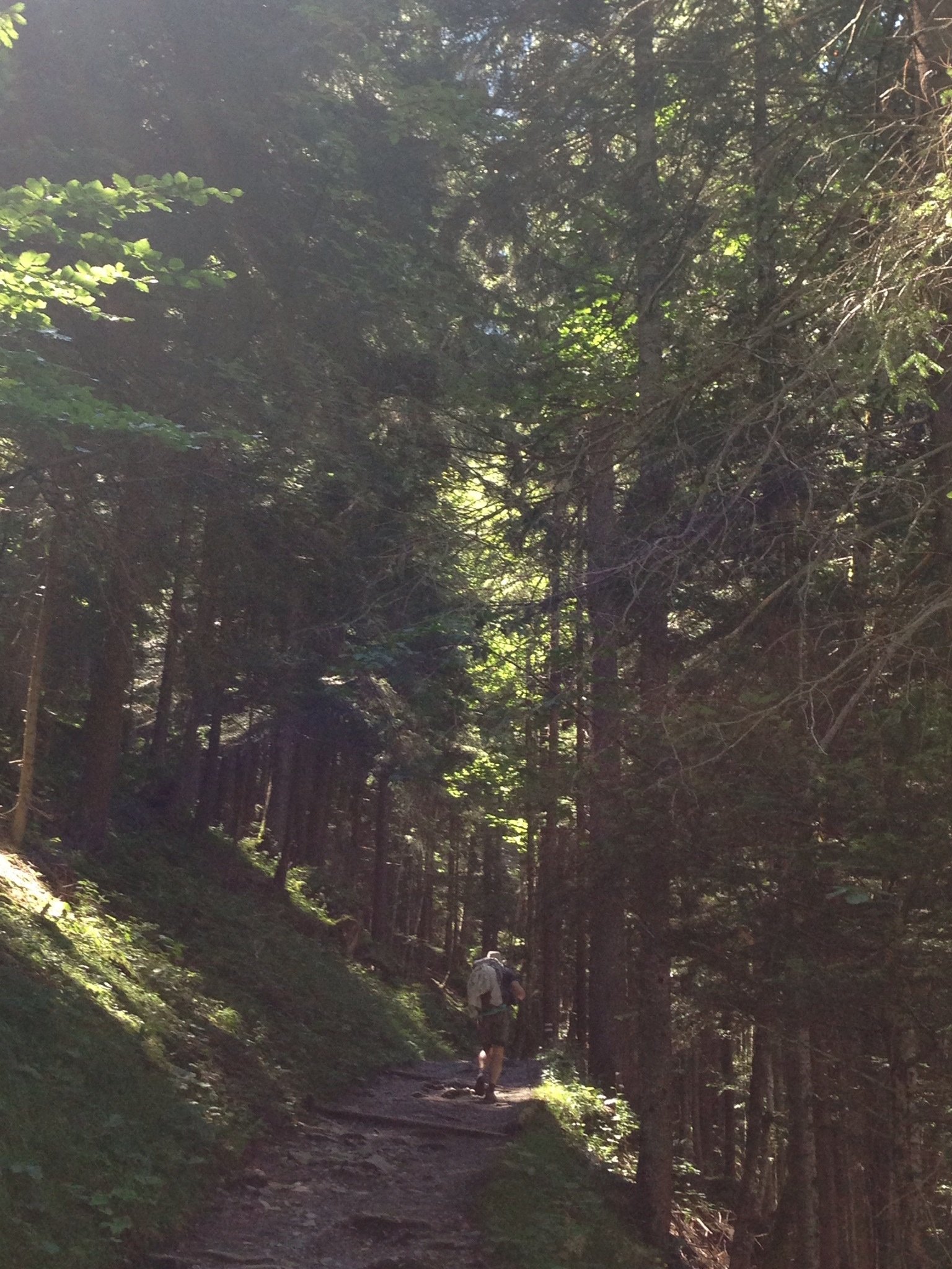 Most of our hike up to the upper Lauterbrunnen valley was through forest