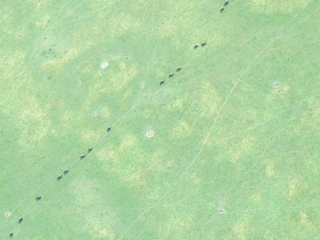 Wildebeests in single file, migrating along a game trail.