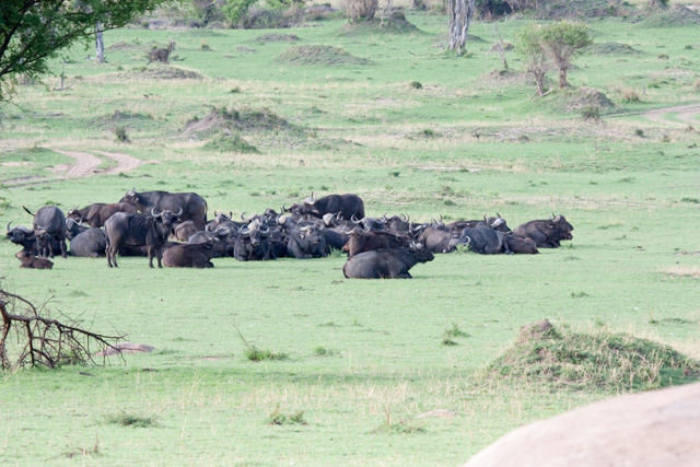 A herd of Cape Buffalo - thought by many to be the most dangerous animal in Africa.