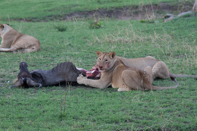 Female lions munching on a Wildebeest.
