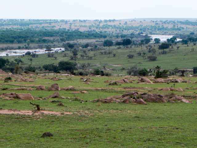 More Serengeti landscape.