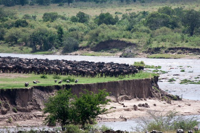 A large herd of Wildebeests bunching up to cross the Mara River.