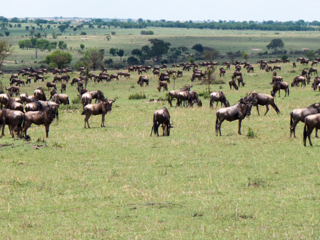 Wildebeests grazing on the plains after crossing the Mara River.