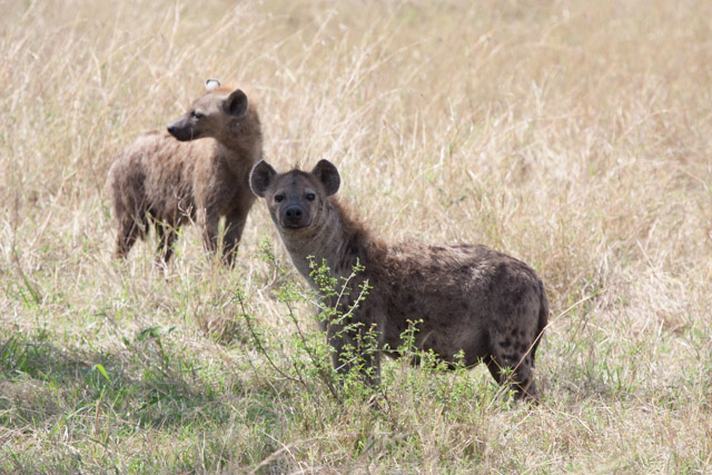 Hyenas are cuter that you might expect.