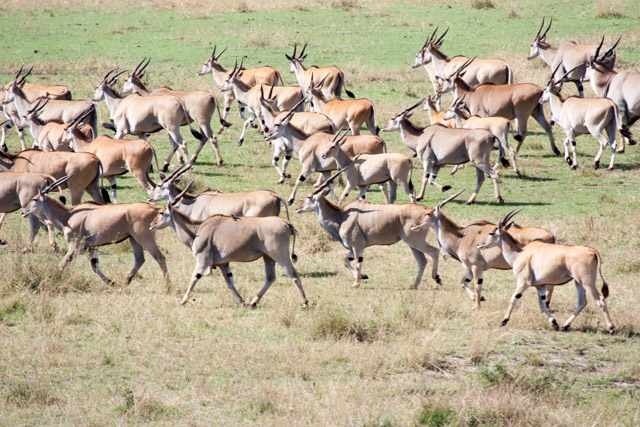 Giant Eland are among the largest of all African antelope.  Beautiful animals.