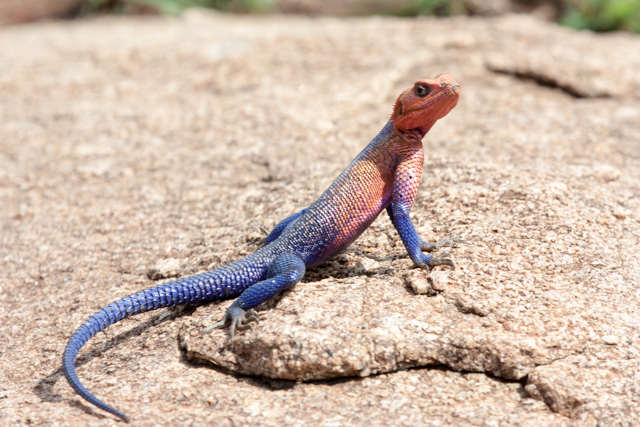 The Northern Serengeti is awash with brightly colored lizards.
