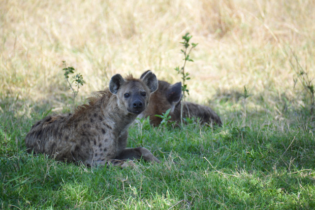 Hyenas relaxing in the shade.