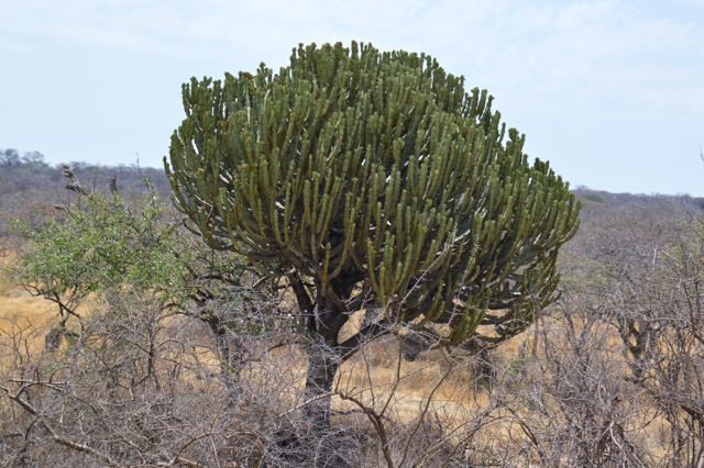 Candelabra tree in the African savanna in the southern Serengeti.  The branches are cactus-like and contain a white sap that is very poisonous.