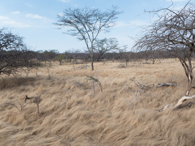 The savanna at Mwiba was beautifully rough and wild looking.