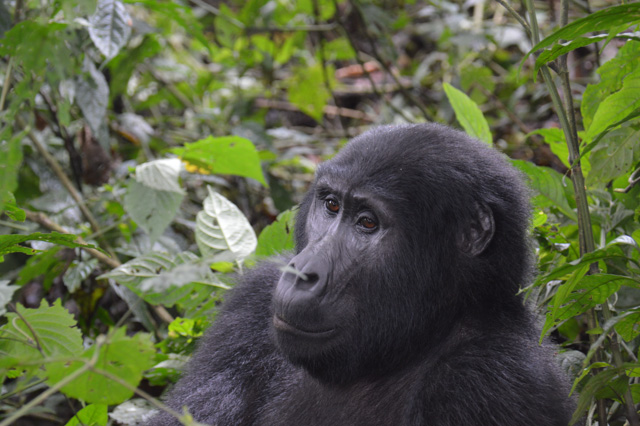 Up close to the Silverback.