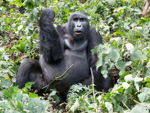 Mark must have said something that this Silverback didn't like.