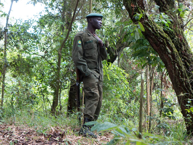 One of the armed guards that accompanied our gorilla trek.  These guides have the responsibility of protecting the gorilla families from poachers and are funded, for the most part, by permits issued to trekkers.