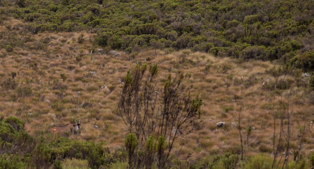 Eland buck in the lower lefthand corner of this pic