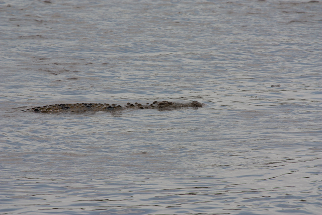 Just a few seconds before this croc chomped a wildebeest that separated from the crowd