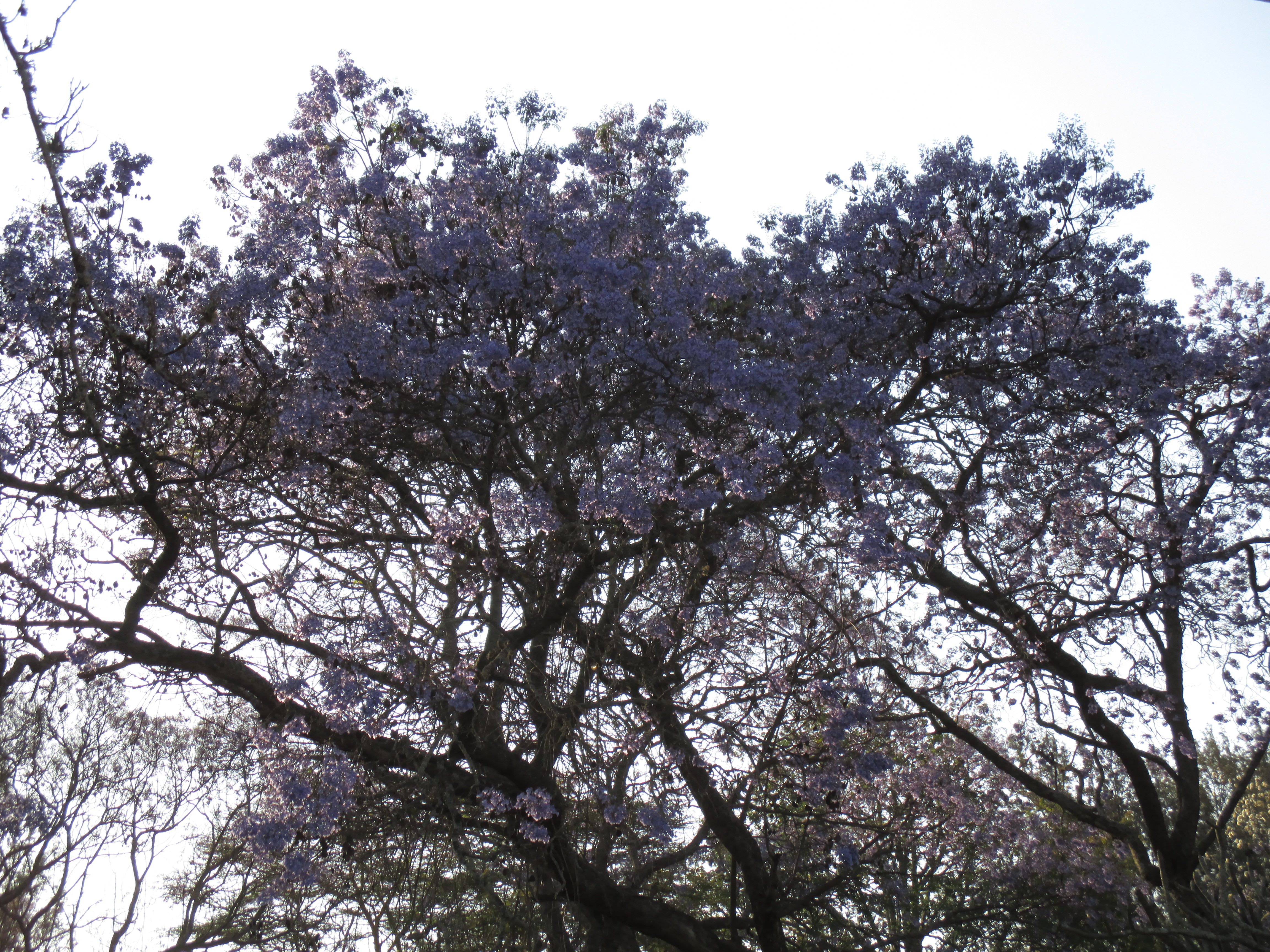 The Jacaranda trees were in bloom